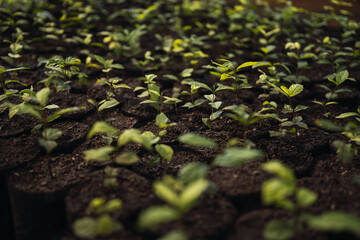 Image of seedlings in a forestry nursery.