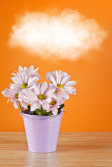 Pink daisies in purple bucket on orange background. Blue watering can in hands. Man watering flowers. A white cloud flies over the flowers.