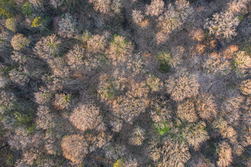Top view of deciduous tree forest in the beginning of spring