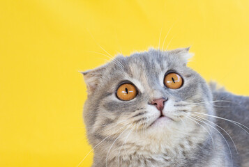 scottish fold grey cat. with big yellow eyes looks down studio shot. on yellow background