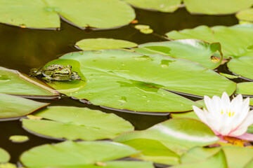 Frosch im Gartenteich