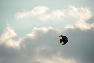 Vogel im Flug