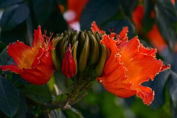 Beautiful Rugtoora, Gulmohar flower in monsoon - obrazy, fototapety, plakaty