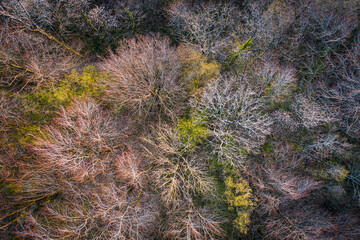 Top view of deciduous tree forest in the beginning of spring, Ardennes, Belgium