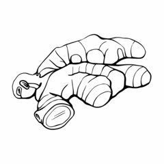 Ginger sketch. The ginger root isolated on a white background 