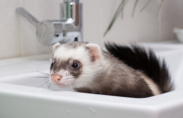Ferret (polecat) wash in water in the bathroom