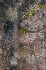 aerial view of a trail passing through a deciduous forest in early spring