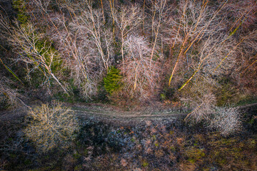 aerial view of a trail passing through a deciduous forest in early spring