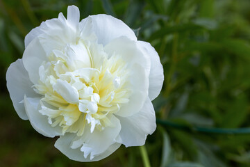 White flower close-up on a blurry green background. Selective focus Space for the text.