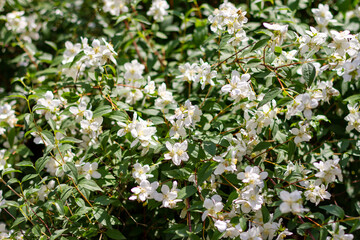 A plant with small white flowers and green leaves.Background. Selective focus.