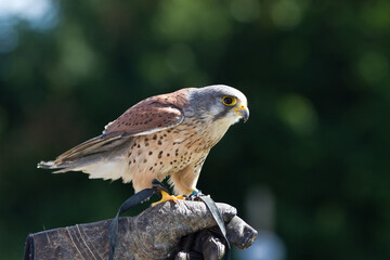 Kestrel
