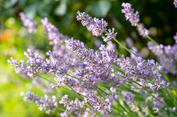 Lavendel im Garten