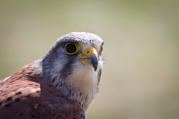 Kestrel