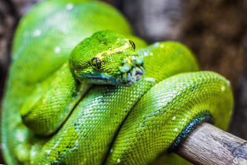 Green Viper