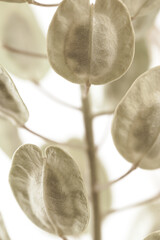 Round oval shape dried flowers vintage color buds branches on light background vertical macro