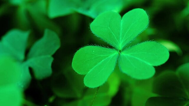 Lucky Irish Four Leaf Clover in the Field for St. Patricks Day holiday symbol. with three-leaved shamrocks, Patrick Day backdrop with growing shamrock leaf extreme close-up, pub party, 4K UHD video.