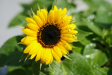 ひまわり
sunflower　