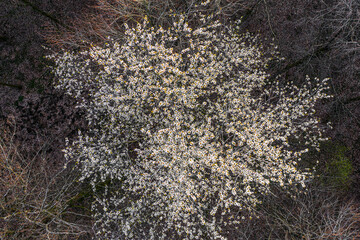 Top view of deciduous tree blooming in the beginning of spring