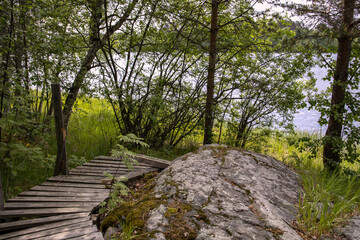 path in the forest