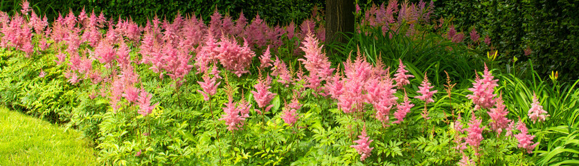 Astilbe japonica red sentinel in Moscow, Russia. Red flowers of Astilbe japonica.