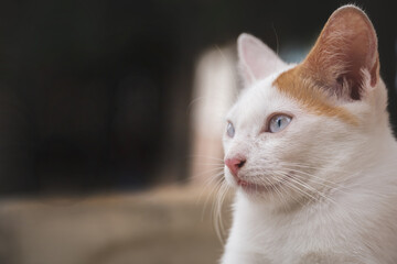 Cose up of Lovely white and brown cat portrait. domestic cat outdoor. copy space for text.