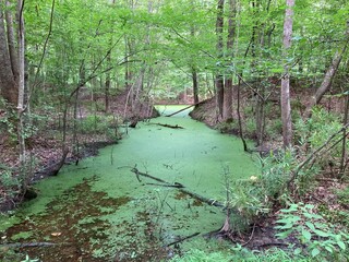  Indian creek covered with agie after a storm. Indian Forest in Chesapeake virginia. Near northwest river campground