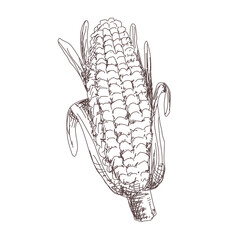 Sketch of corn contour drawing isolated on white background, stock vector illustration, for design and decoration, sticker, template, vintage, banner, vegetables