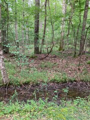 Indian Forest in Chesapeake virginia. Near northwest river campground