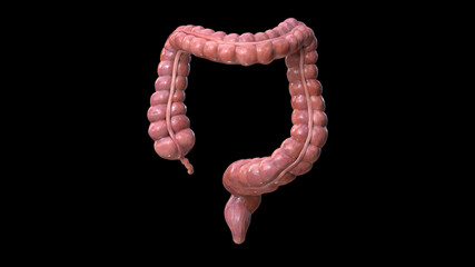 Colon anatomy on black background, 3d render,