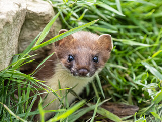 Eurasian Stoat Close up