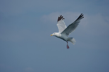 Herring gull, Larus argentatus