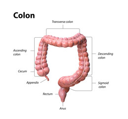 Colon anatomy on white background,description of the parts of the colon, 3d render