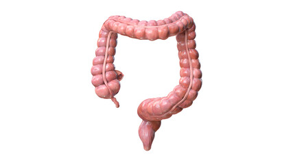 Colon anatomy on white background, 3d render