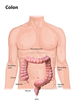 Colon anatomy on white background,description of the parts of the colon, human body, 2d, 3d render