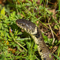 Close up of a Grass Snake