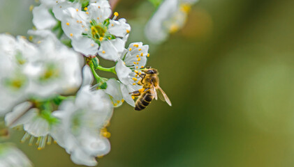 Bee pollinating an Almond blossom