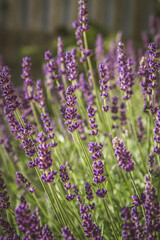 Obraz premium Lavender blooming in a garden