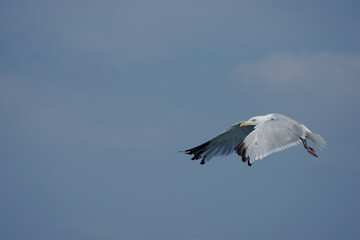 Herring gull, Larus argentatus