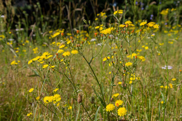 Rough Hawksbeard (Crepis biennis) plant blooming in a meadow