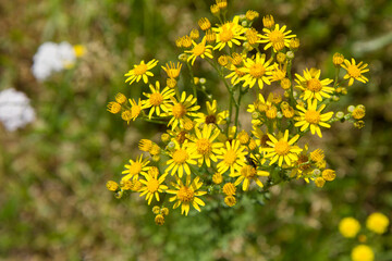 Jacobaea vulgaris (Stinking willie) plant blooming in a meadow