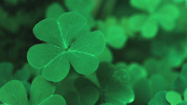 Lucky Irish Four Leaf Clover in the Field for St. Patricks Day holiday symbol. with three-leaved shamrocks, Patrick Day backdrop with growing shamrock leaf extreme close-up, pub party, 4K UHD video.
