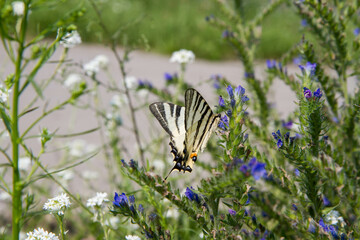 Scarce swallowtail butterfly in a meadow