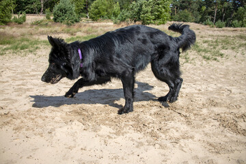 Fototapeta premium Zand happen