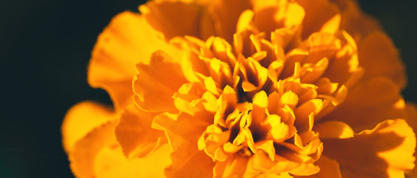 Banner with closeup of soft focused orange marigold flower (Tagetes erecta, African, Mexican, Aztec marigold) on dark background with copy space. Summer, fall colors. Luxury floral design. Macro photo © Aleksandra Konoplya