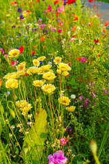 gelbe Blume im Morgenlicht, Goldmargerite. Mitten in einer Bienenweide stehen gelbe Margeriten. gold marguerite in a bee pasture, illuminated by the rays of sunshine in the morning. by the roadside