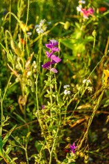 Salbei, Buntschopfsalbei, eine Salbei-Sorte mit violetten blattartigen Blüten im obersten Teil. diese Blume steht in einer Bienenweide und gibt mit anderen Blumen den Bienen ihr nötiges Futter. 