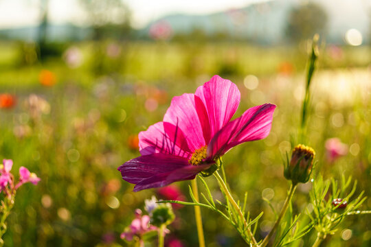red cosmea, rosa Blume, rotes Schmuckk&ouml;rbchen in der Morgensonne, red flowers in the colorful flower meadow on the edge of the road, a bee pasture as a feeding place for insects
