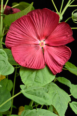 Fleur rouge de ll' hibiscus des marais