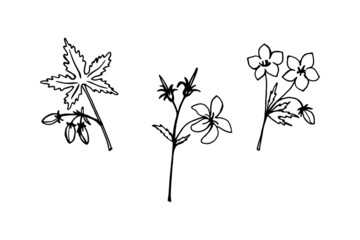 Set of branches with flowers and buds of a geranium plant, linear black outline drawing.