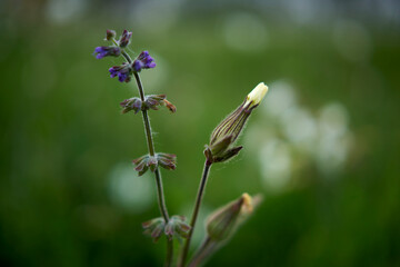 Flower details with flying bee
